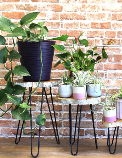 Set of 3 Gamal Wood Plant Stands - Whitewash