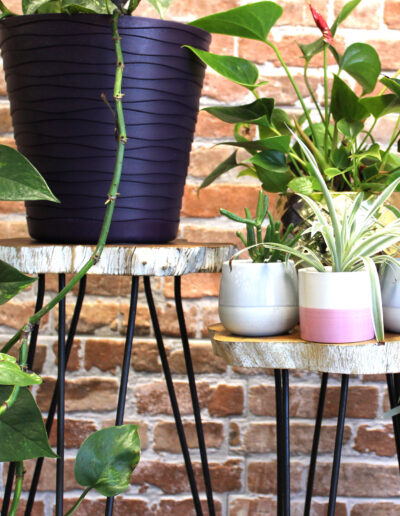 Set of 3 Gamal Wood Plant Stands - Whitewash