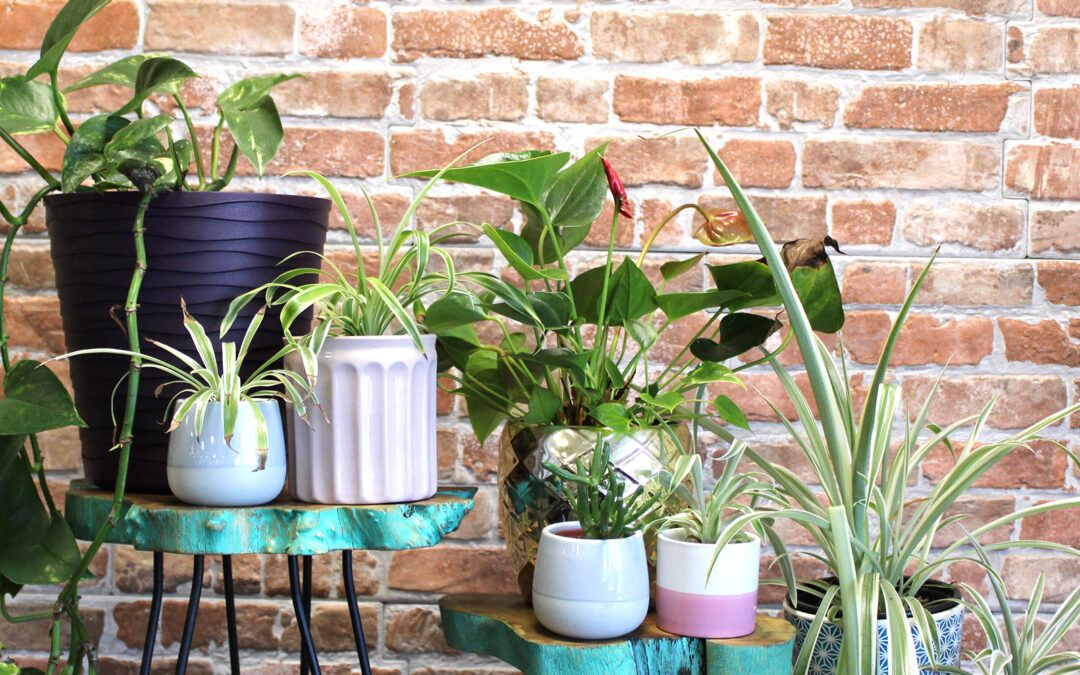 Set of 3 Gamal Wood Plant Stands - Greenwash