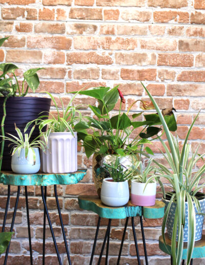 Set of 3 Gamal Wood Plant Stands - Greenwash