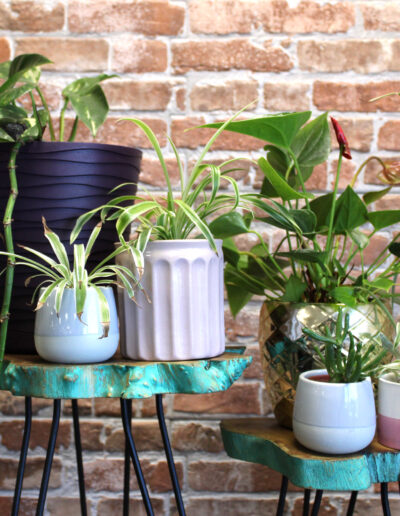 Set of 3 Gamal Wood Plant Stands - Greenwash