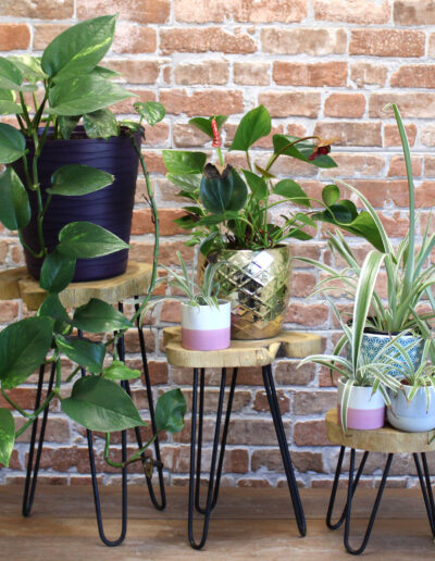 Set of 3 Gamal Wood Plant Stands - Natural