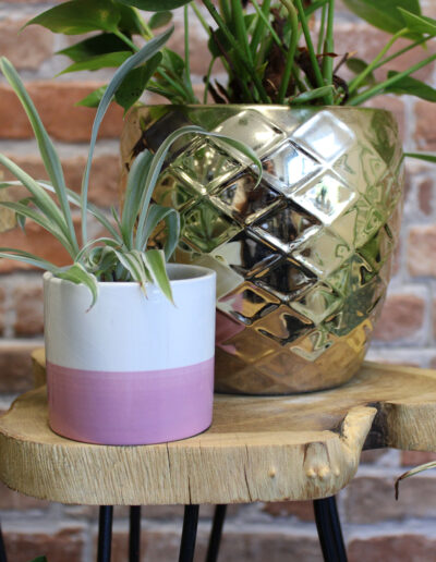 Set of 3 Gamal Wood Plant Stands - Natural