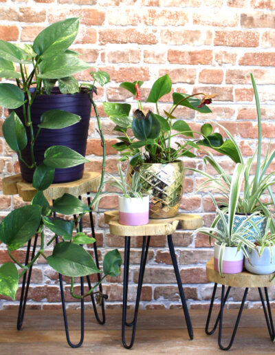 Set of 3 Gamal Wood Plant Stands - Natural