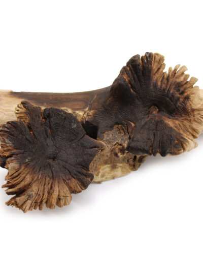 Molten Glass on Rare Parasite Wood