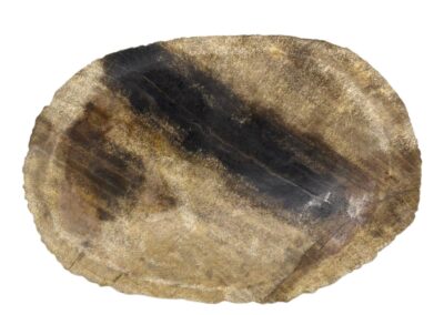 Petrified Wood Black Soap Dish