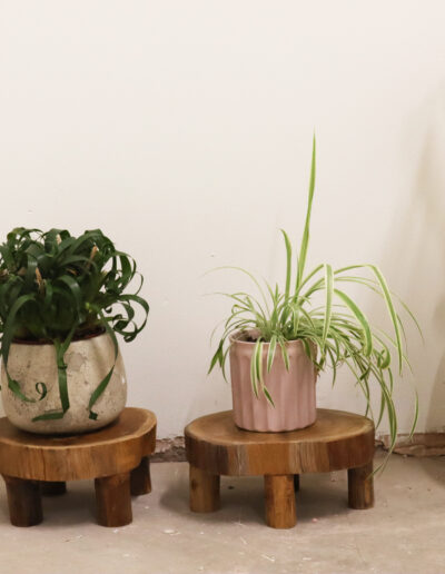 Low Teak Pad Display - 24 x 10 cm